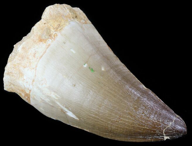 Large Mosasaur (Prognathodon) Tooth #61152